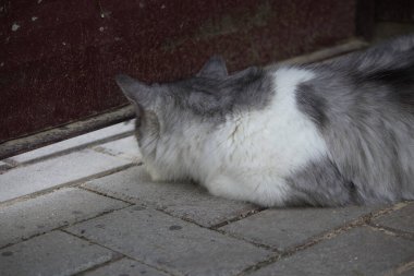 Yeşil gözlü, güzel gri ve beyaz bir kedinin yakın plan portresi bulanık bir arkaplanda dalgın dalgın bakıyor. Kedinin dışavurumcu yüzü ve yumuşak kürk dokusu dingin ve büyüleyici bir görüntü yaratır..