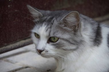 Yeşil gözlü, güzel gri ve beyaz bir kedinin yakın plan portresi bulanık bir arkaplanda dalgın dalgın bakıyor. Kedinin dışavurumcu yüzü ve yumuşak kürk dokusu dingin ve büyüleyici bir görüntü yaratır..