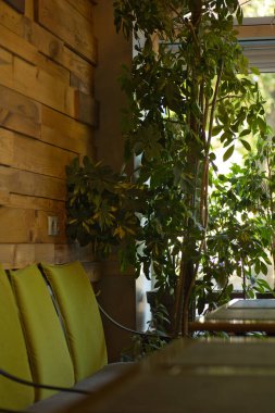 Ahşap duvarlı, yeşil yastıklı sandalyeli, rahat bir kafe içi ve rahatlatıcı ve davetkar bir atmosfer yaratan bereketli bitkiler. Güneş ışığı yaprakların arasından yavaşça süzülür ve ayara sıcaklık ve doğal cazibe ekler..