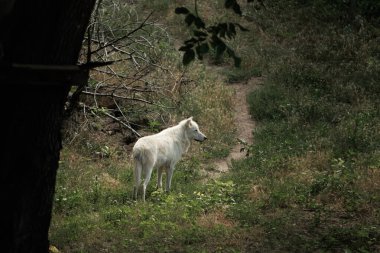 Geniş bir hayvanat bahçesindeki büyük beyaz kurtlar yazın yeşil çimlerde özgürce dolaşırlar.