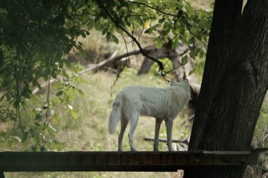 Geniş bir hayvanat bahçesindeki büyük beyaz kurtlar yazın yeşil çimlerde özgürce dolaşırlar.