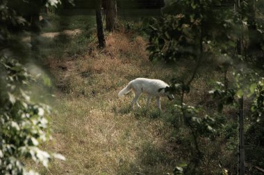 Geniş bir hayvanat bahçesindeki büyük beyaz kurtlar yazın yeşil çimlerde özgürce dolaşırlar.