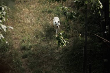 Geniş bir hayvanat bahçesindeki büyük beyaz kurtlar yazın yeşil çimlerde özgürce dolaşırlar.