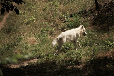 Geniş bir hayvanat bahçesindeki büyük beyaz kurtlar yazın yeşil çimlerde özgürce dolaşırlar.