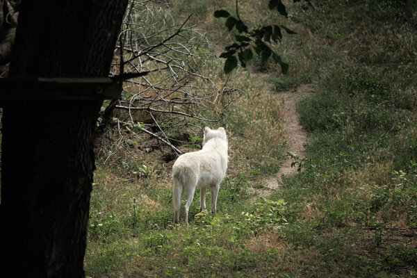 Большие белые волки в просторном зоопарке летом свободно бродят по зеленой траве