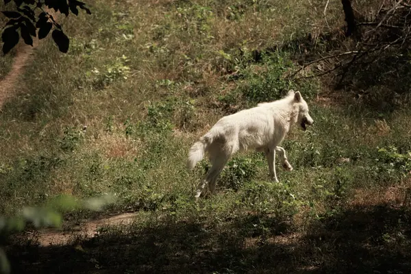 Geniş bir hayvanat bahçesindeki büyük beyaz kurtlar yazın yeşil çimlerde özgürce dolaşırlar.