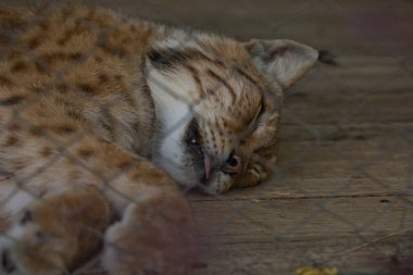 Kaplanın kafese yakın görüntüsü..
