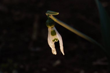 Beyaz bir çiçeğin yakın çekimi.