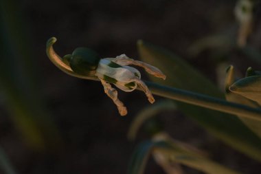 Beyaz lalenin dikey çekimi
