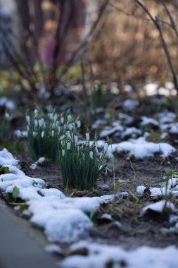 Bahçedeki güzel çiçekler
