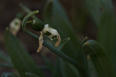 Güzel botanik fotoğrafı, doğal duvar kağıdı.
