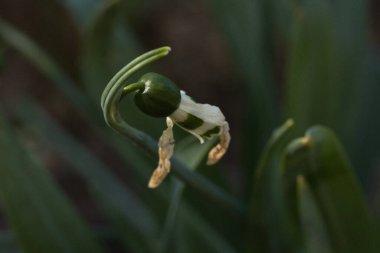 Yeşil bir bitkinin yakınında.