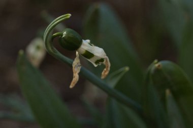 Siyah bir zemin üzerine Beyaz Lale