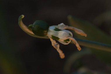 Yerdeki yeşil çiçek