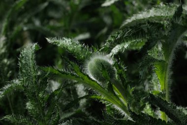 Doğada yeşil yapraklar, bitki örtüsü