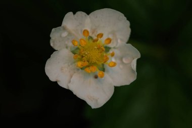 Güzel botanik fotoğrafı, doğal duvar kağıdı.