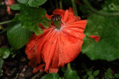 Su Damlacıklarıyla Kırmızı Çiçek Yaprakları Yağmurdan Sonra Canlı Kırmızı Çiçeğin Yakın Çekimi