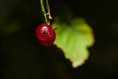 Bahçede frenk üzümü