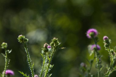 Bahçedeki bir çiçeğe yakın.