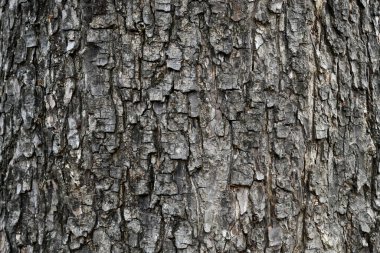 Ağaç dokusunun doğal kabuğu arka plan, büyük ağaç yüzeyi yakın..