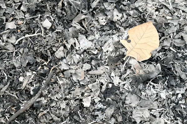 燃烧的一片叶子与其他完全燃烧的叶子没有区别 从黑色到粉末 纹理背景 — 图库照片