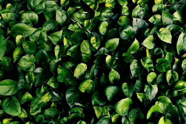 Абстрактная Текстура Зеленого Листа Тропический Лист Природы Светло Зеленый Фон Стоковое Изображение