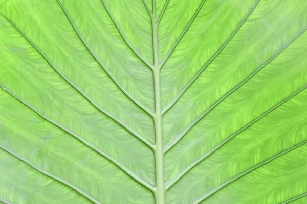 Tło Tekstura Zielony Liść Struktura Makro Fotografia — Zdjęcie stockowe