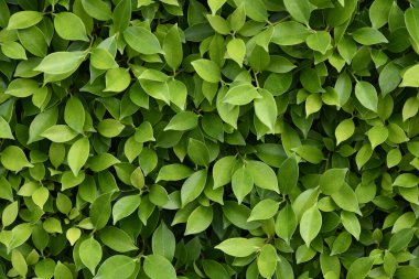 Yeşil yaprak dokusu doğal arkaplan