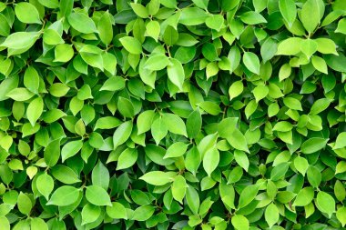 Doğal arkaplan için ışık ve renk düzenleme ile yeşil terk dokusu