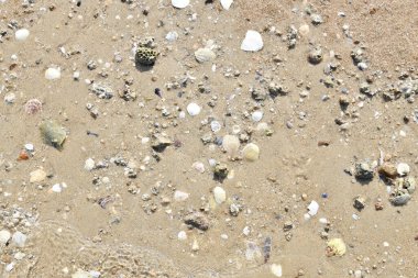 Doğal deniz kabukları ve deniz yıldızlarıyla kaplı kumlu sahil dokusunun üst görüntüsü.