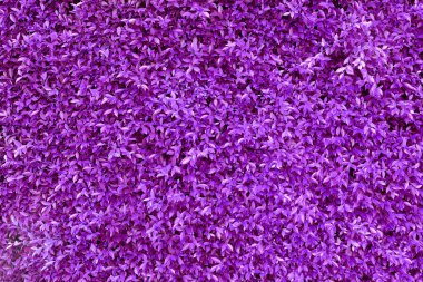 Mor yaprak arkaplan dokusu düzenleme rengi