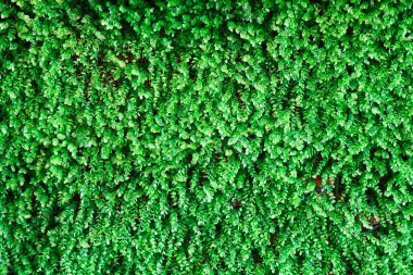 Dikey yeşil duvar, çeşitli yaprakları kapat arka plan, yapay dekoratif iç duvar. 