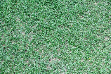 Bahçedeki Natureal Yeşil Çimeni