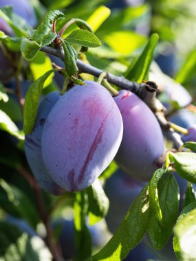 Ripe plum fruit (Prunus domestica) on branch of tree. Fresh bunch of natural fruits growing in homemade garden. Close-up. Organic farming, healthy food, BIO viands, back to nature concept.