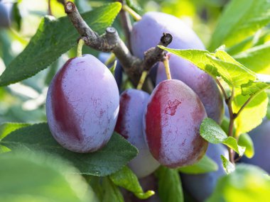 Ağacın dalında olgun erik meyvesi (Prunus domestica). Ev yapımı bahçede yetişen taze meyveler. Yakın plan. Organik tarım, sağlıklı yiyecekler, BIO videoları, doğa konseptine dönüş..