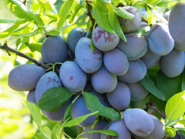 Ağacın dalında olgun erik meyvesi (Prunus domestica). Ev yapımı bahçede yetişen taze meyveler. Yakın plan. Organik tarım, sağlıklı yiyecekler, BIO videoları, doğa konseptine dönüş..