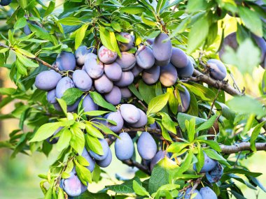 Ağacın dalında olgun erik meyvesi (Prunus domestica). Ev yapımı bahçede yetişen taze meyveler. Yakın plan. Organik tarım, sağlıklı yiyecekler, BIO videoları, doğa konseptine dönüş..