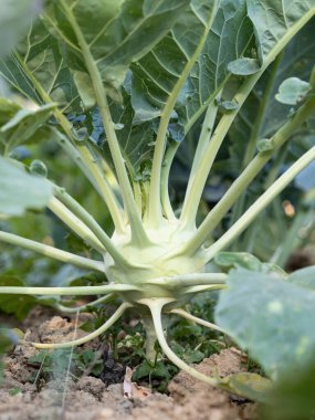 Taze olgun yeşil kohlrabi (Brassica oleracea Gongylodes Group) başkanı hasat zamanından kısa bir süre önce ev yapımı serada yetişiyor. Yakın plan. Organik tarım, sağlıklı yiyecekler, BIO virüsleri, doğaya dönüş..