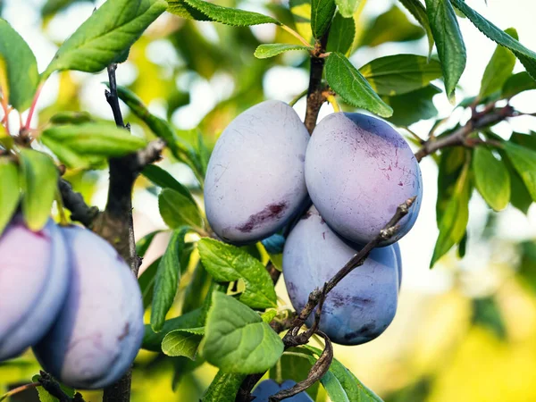 Ripe Plum Fruit Prunus Domestica Branch Tree Fresh Bunch Natural — стоковое фото