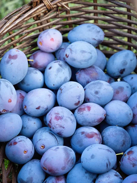 Kupa Dojrzałych Owoców Śliwki Prunus Domestica Zbierana Drewnianym Koszu Wzór — Zdjęcie stockowe