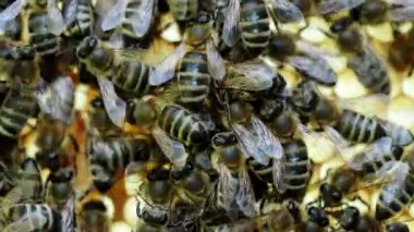 Arılar 4K VIDEO 'daki kovanda bal ile bal ile bal üzerinde çalışırlar. Arı sürüsü (Apis mellifera) yakın planda. Organik BIO tarımı, hayvan hakları, doğa kavramına dönüş..