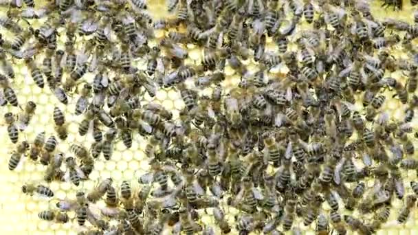 Μέλισσες Εργάζονται Κηρήθρα Μέλι Στην Κυψέλη Video Σμήνος Εντόμων Apis — Αρχείο Βίντεο