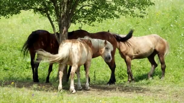Brown Horses Outdoor Grass Field Pasture Freely Grazing Meadow Tree — Vídeo de stock