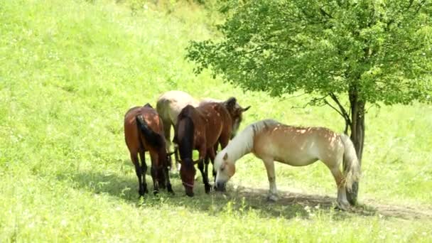 Brown Horses Outdoor Grass Field Pasture Freely Grazing Meadow Tree — Vídeo de Stock