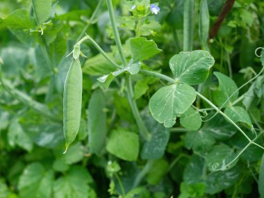 Çiftlikte yetişen olgun bezelye kabukları. Ev yapımı bahçede olgunlaşan bir demet mangetout bitkisi (Pisum sativum) olan çalılar. Organik tarım, sağlıklı yiyecekler, BIO videoları, doğa konseptine dönüş..