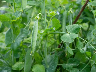 Çiftlikte yetişen olgun bezelye kabukları. Ev yapımı bahçede olgunlaşan bir demet mangetout bitkisi (Pisum sativum) olan çalılar. Organik tarım, sağlıklı yiyecekler, BIO videoları, doğa konseptine dönüş..