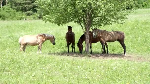 Brown Horses Outdoor Grass Field Pasture Freely Grazing Meadow Tree — Vídeos de Stock