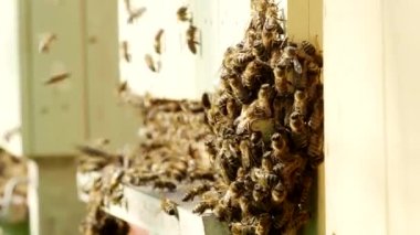 Bal arıları (Apis mellifera) 4K VIDEO 'daki kovanların yanına üşüşürler. Diğerleri polen taşıyor ve iniş tahtasına doğru uçuyorlar. Organik BIO tarımı, hayvan hakları, doğa kavramına dönüş. Yakın plan..