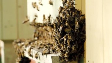 Honey bees (Apis mellifera) swarming next to hive in SLOW MOTION HD VIDEO. Others are carrying pollen and flying to the landing board.  Organic BIO farming. Close-up. Quarter speed.