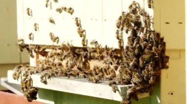 Honey bees (Apis mellifera) swarming next to hive in 4K VIDEO. Others are carrying pollen and flying to the landing board.  Organic BIO farming, animal rights, back to nature concept. Close-up.